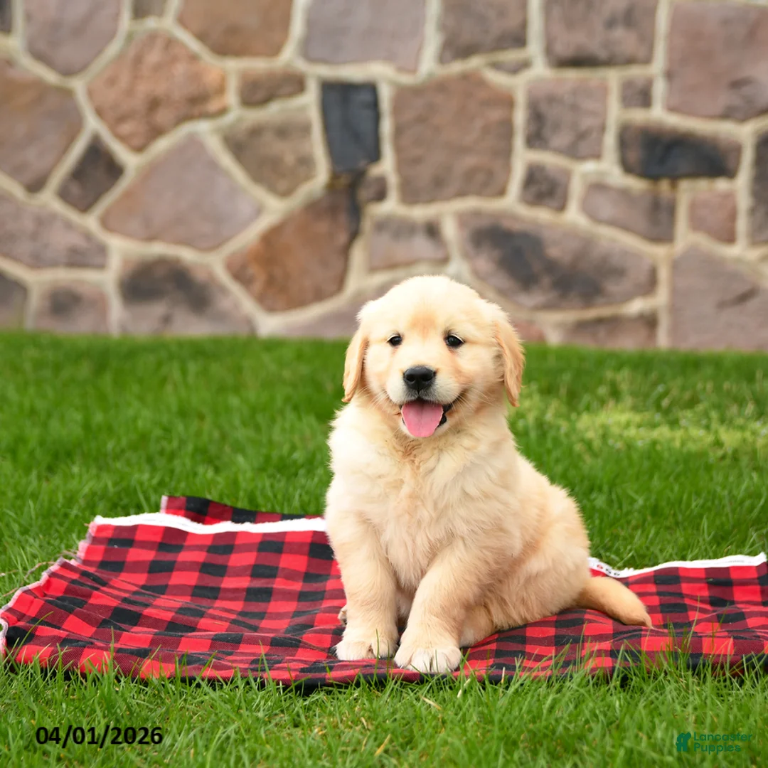 Golden Retriever dogs for sale: Ranelle - Ad 2