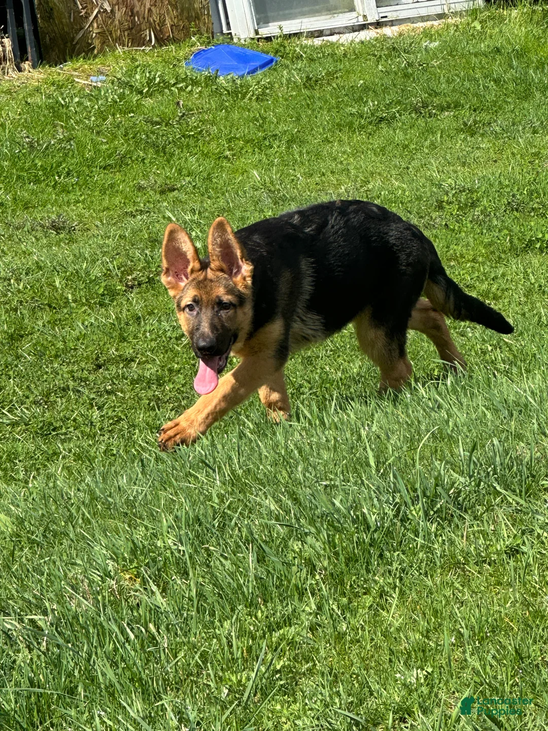 German Shepherd dogs for sale: German Shepherd Puppy 2 - Ad 3