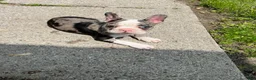Mixed Breed dogs for sale: Robin - Ad 2