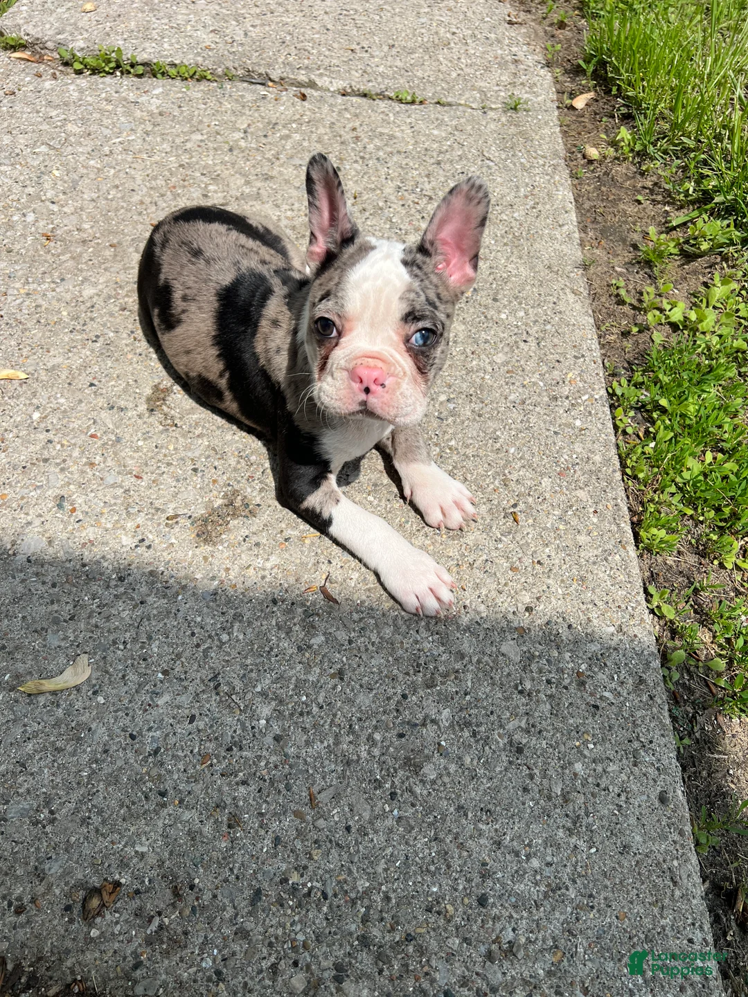 Mixed Breed dogs for sale: Robin - Ad 2