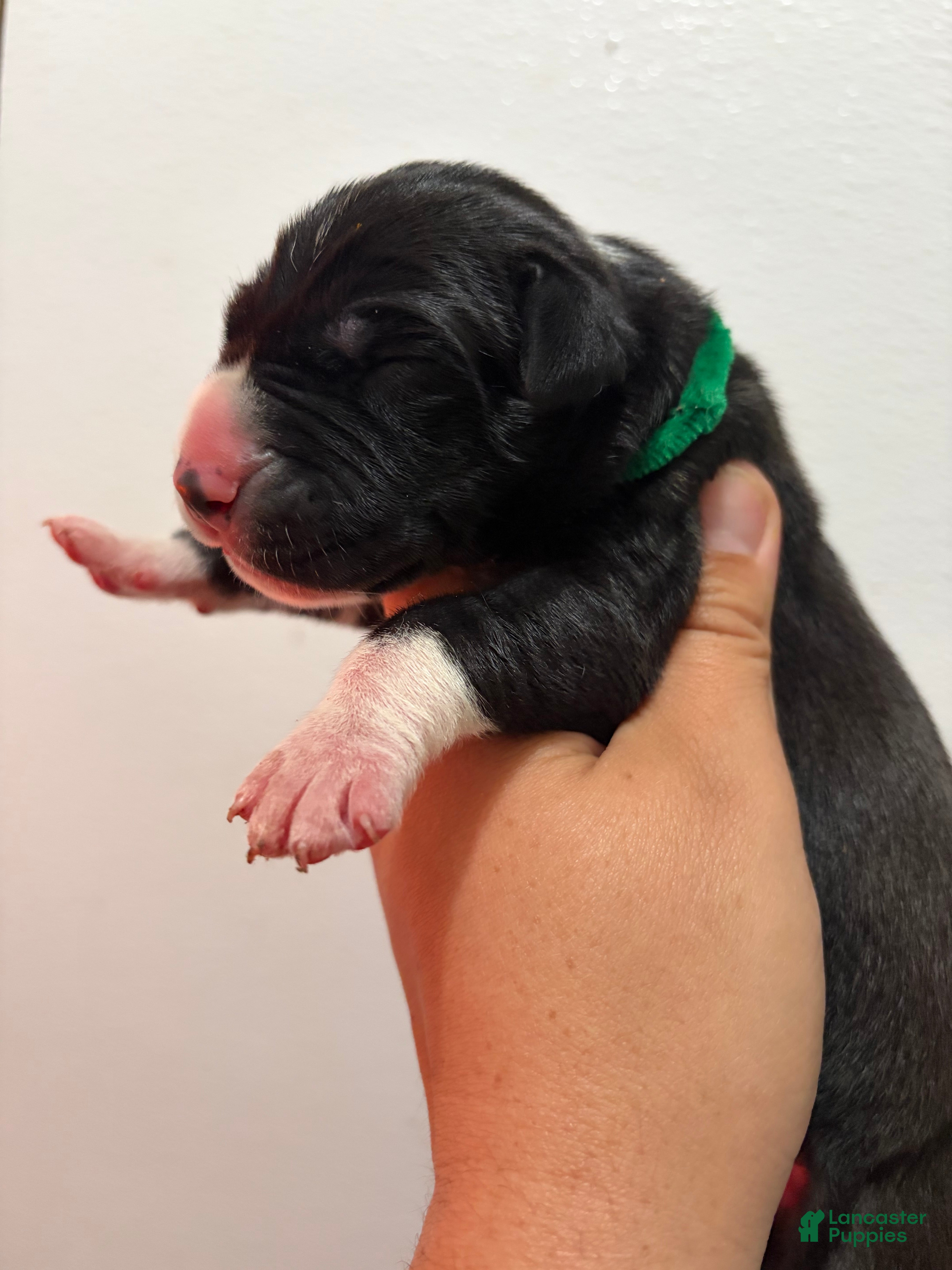 Great Dane dogs Montana  - Ad 2