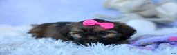Shorkie dogs for sale: SADIE - Ad 14