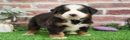 Bernese Mountain Dog dogs for sale: Mistletoe - Ad 2