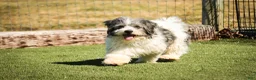 Havanese dogs for sale: Francesca - Ad 12