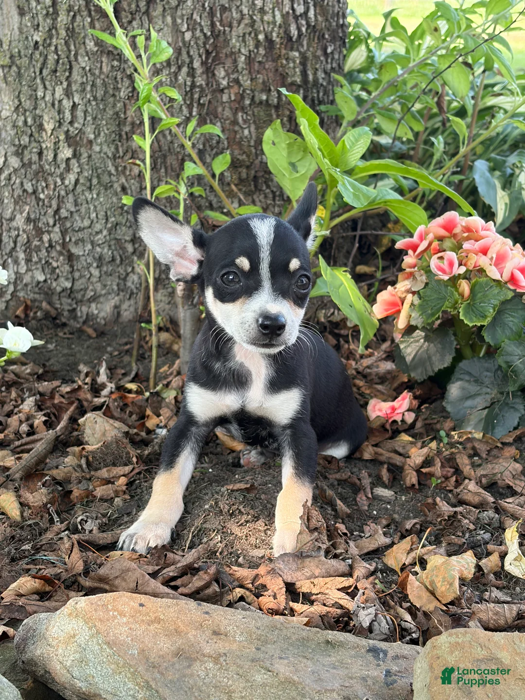Chihuahua dogs for sale: Ollie - Ad 5