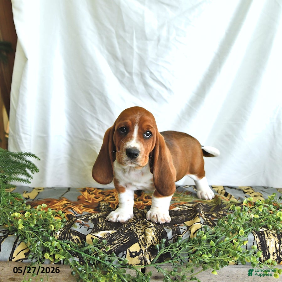 Basset Hound dogs Buttercup - Ad 2