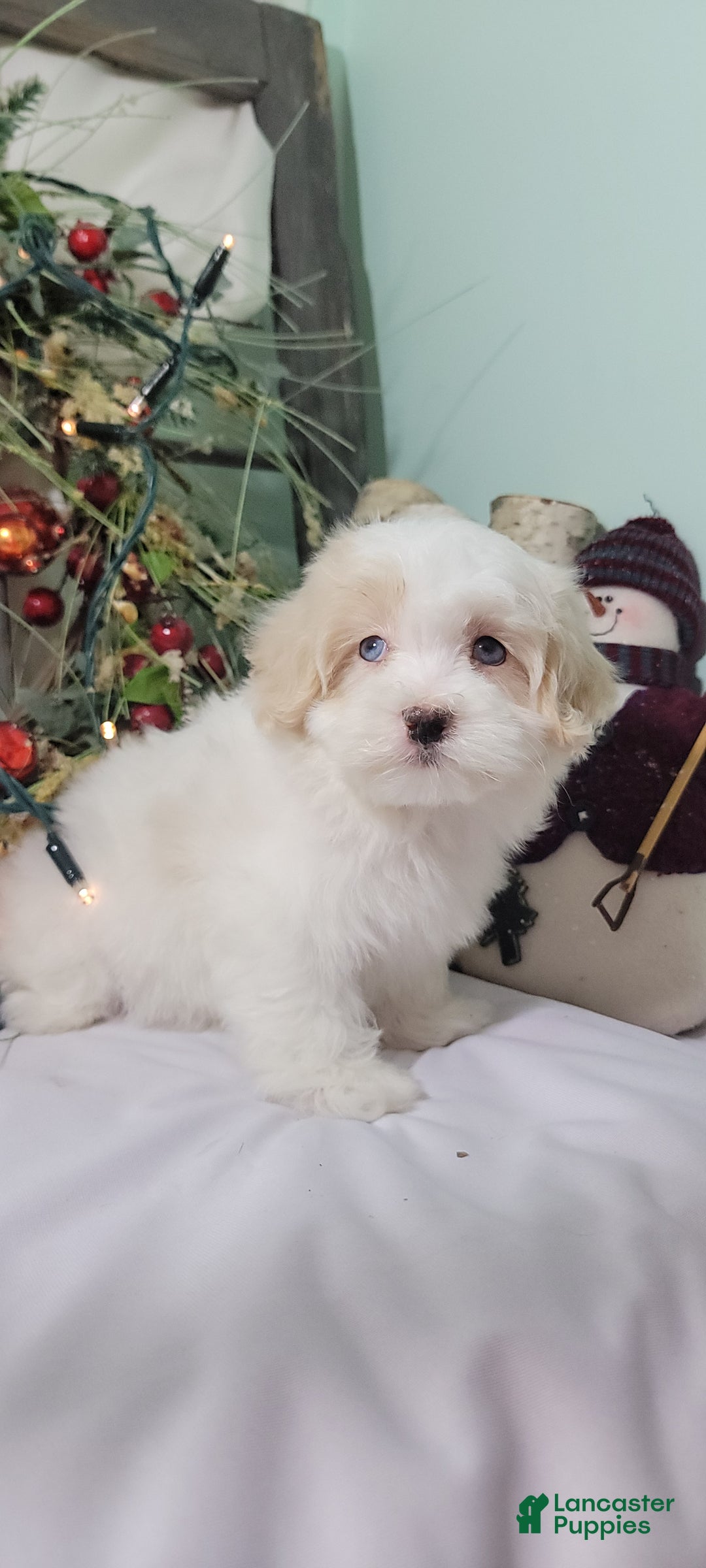 Maltipoo dogs for sale: April - Ad 3