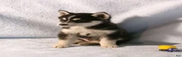 Pomsky dogs for sale: Bowser - Ad 5
