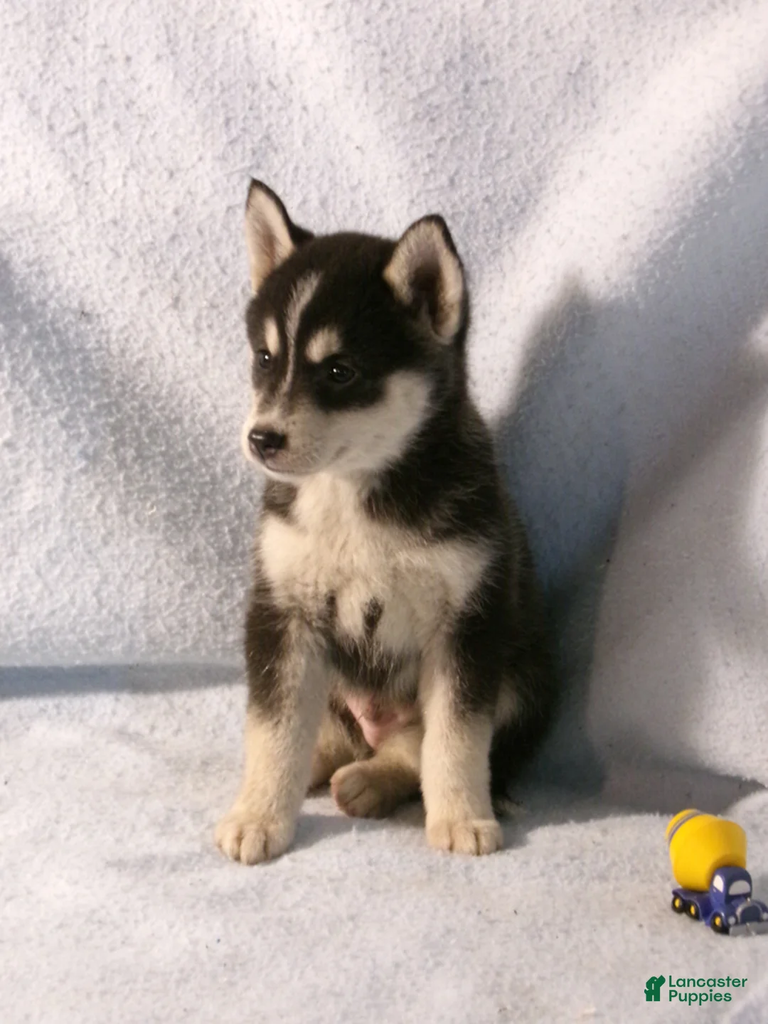 Pomsky dogs for sale: Bowser - Ad 5