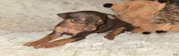 Miniature Pinscher dogs for sale: AKC Riker - Ad 5