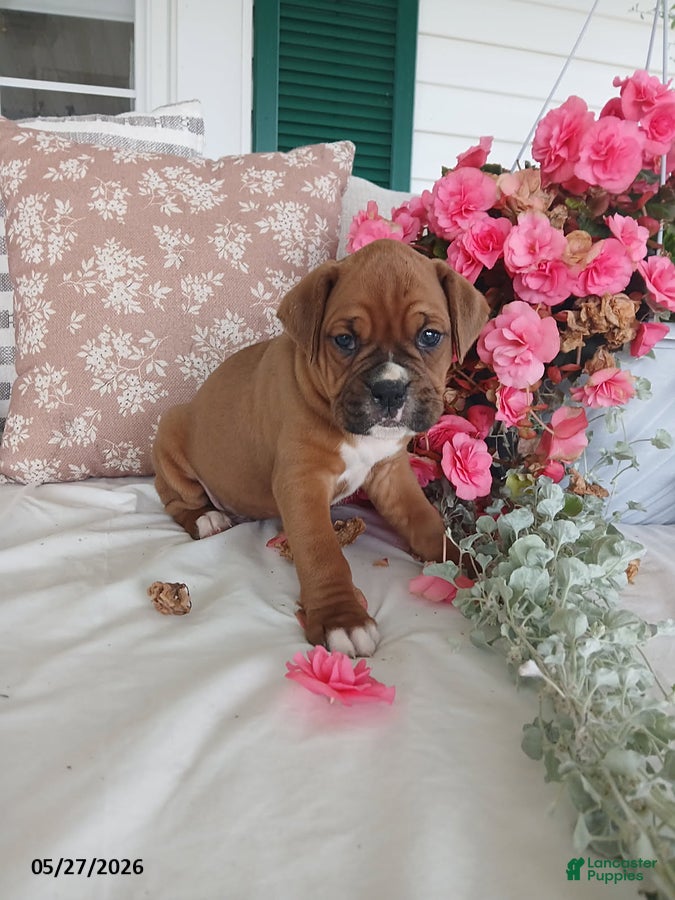 Boxer dogs Cheeko - Ad 1