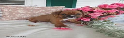 Boxer dogs for sale: Cheeko - Ad 1