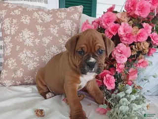 Boxer dogs for sale: Cheeko - Ad 3