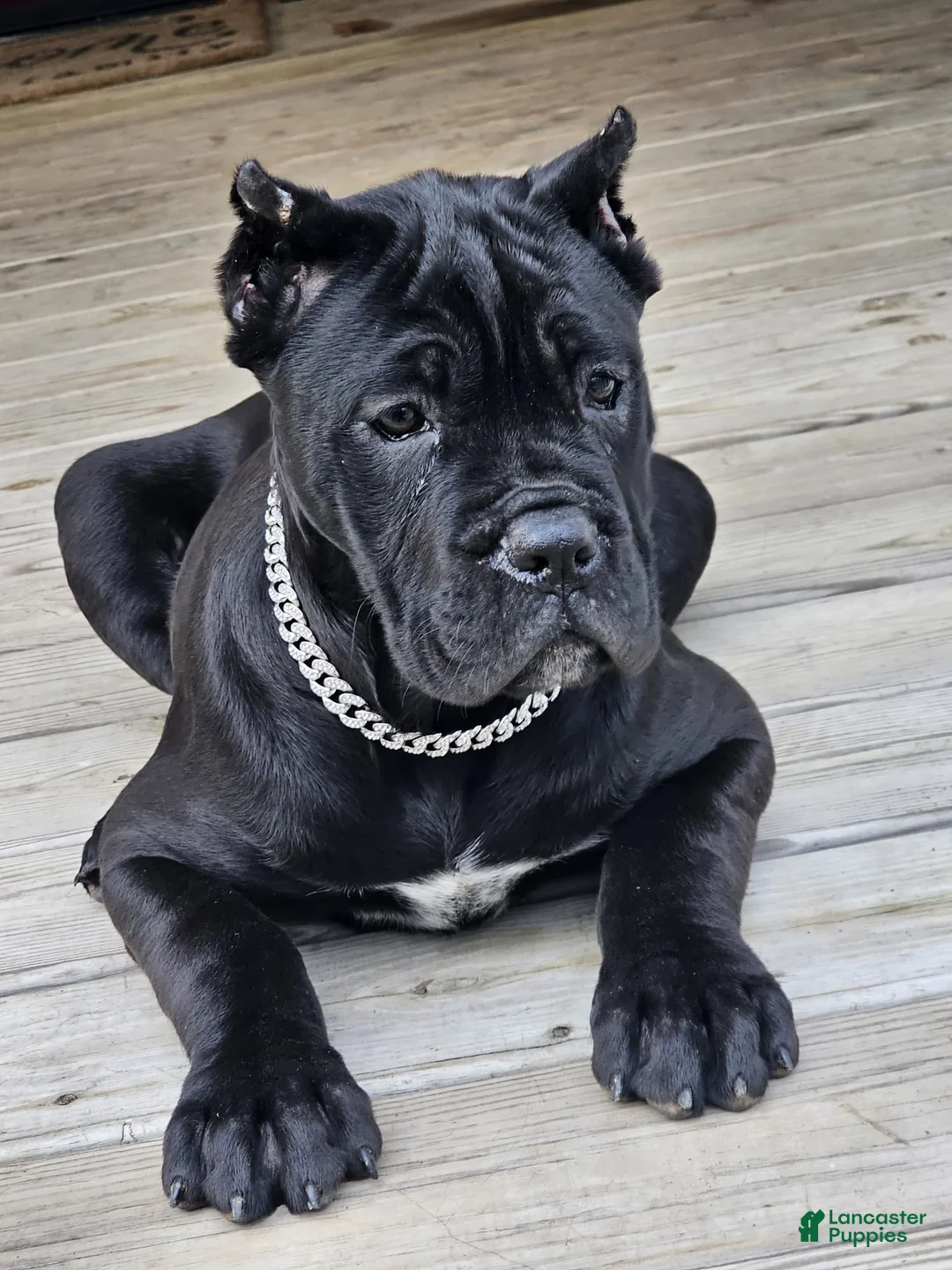Cane Corso dogs for sale: QUEENIE - Ad 16