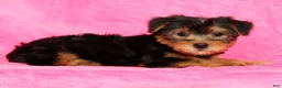 Yorkshire Terrier dogs for sale: Frisky - Ad 5