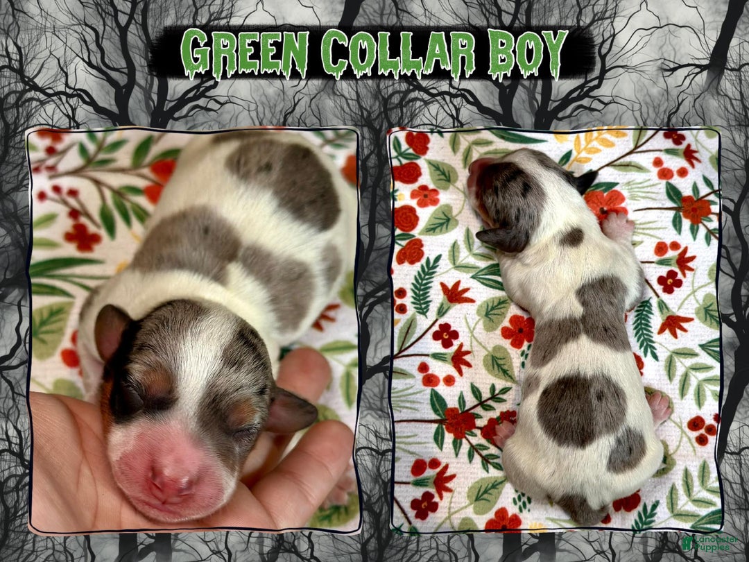 Miniature Dachshund dogs for sale: Green Collar Boy - Ad 4