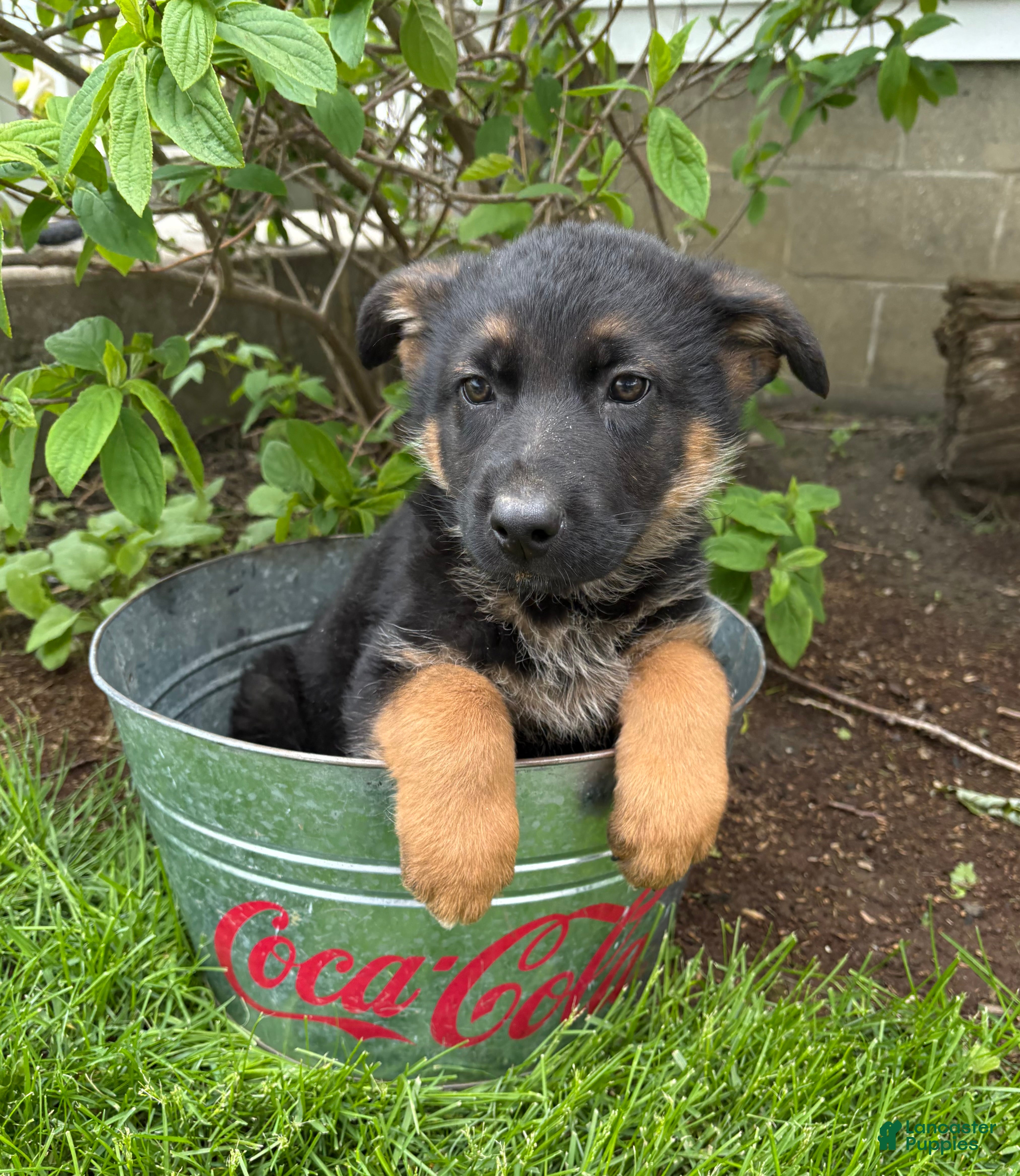 German Shepherd dogs Simba - Ad 2