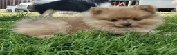 Pomeranian dogs for sale: Luke - Ad 50