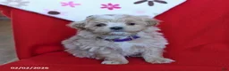 Maltipoo dogs for sale: Tucker - Ad 1