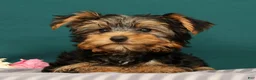Yorkshire Terrier dogs for sale: Rose - Ad 3
