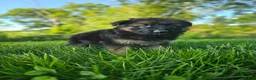 German Shepherd dogs for sale: Teddy - Ad 4