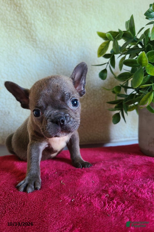 Frenchton dogs Jill - Ad 2