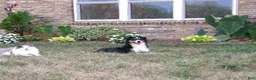 Miniature Australian Shepherd dogs for sale: Heidi - Ad 6