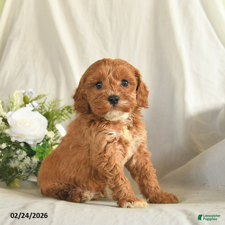 Mixed Breed dogs Wifi  - Ad 1