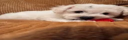 Bichon Frise dogs for sale: Baby boy 1 - Ad 3