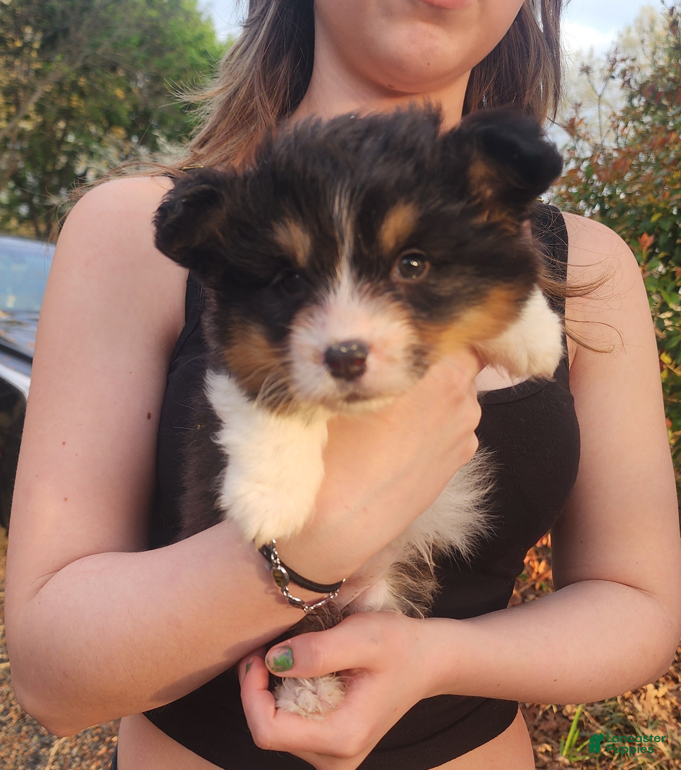 Welsh Corgi Pembroke dogs Dallas Mae - Ad 5