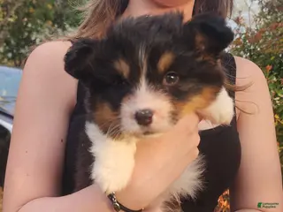 Welsh Corgi Pembroke dogs Dallas Mae - Ad 5