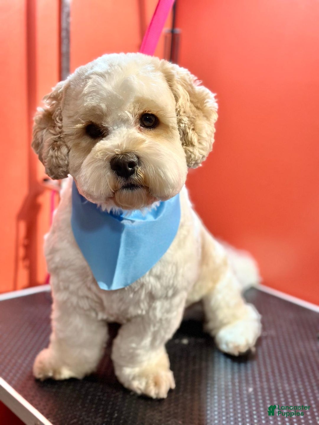 Mixed Breed dogs for sale: Mixed Breed Puppy 6 - Ad 4