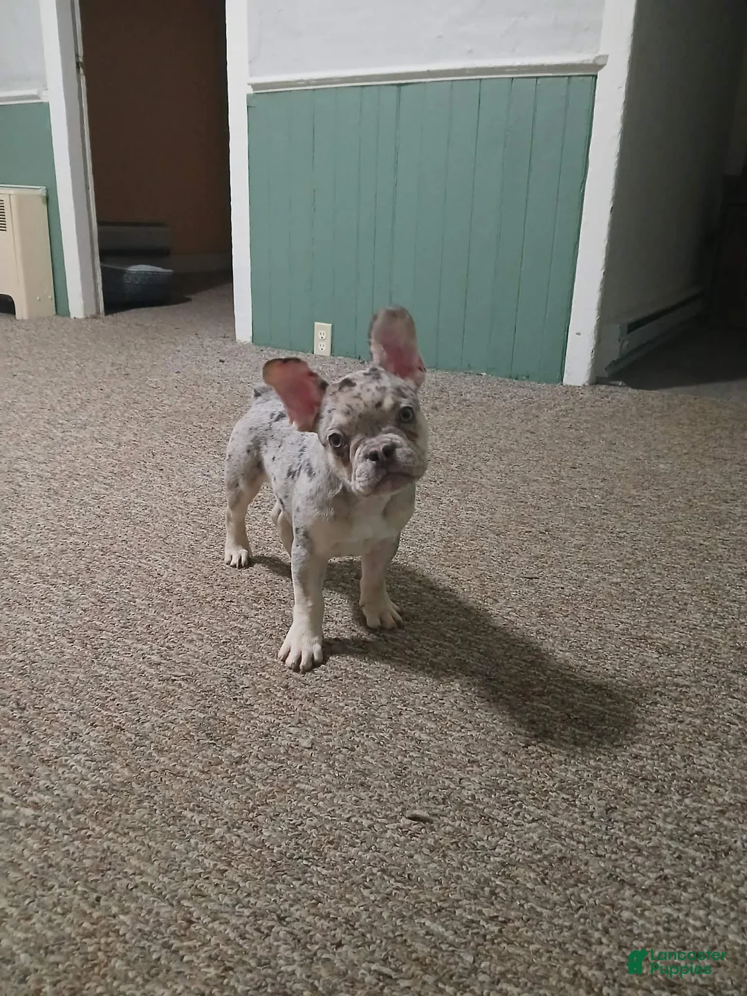 French Bulldog dogs for sale: French Bulldog Puppy 2 - Ad 3