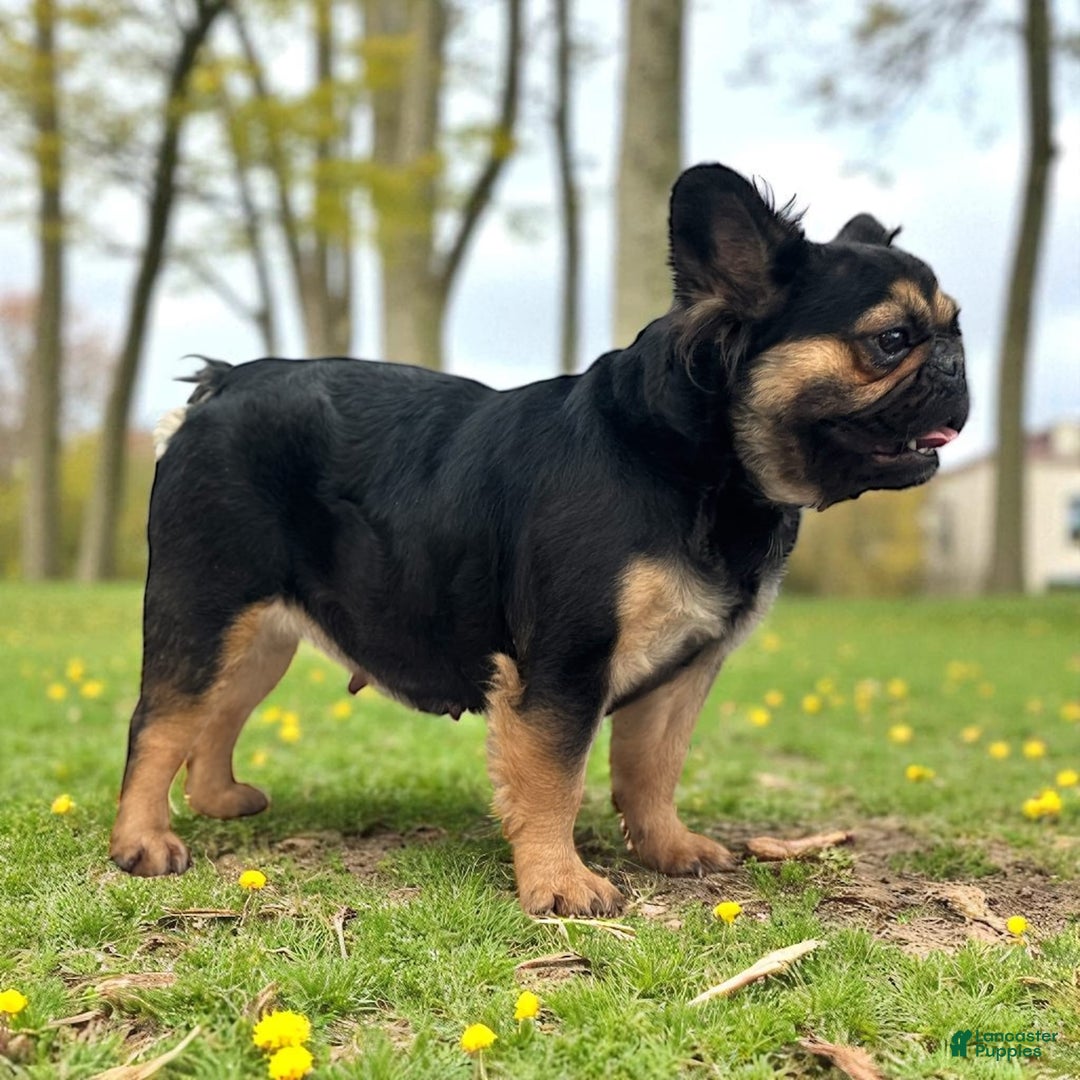 French Bulldog dogs for sale: French Bulldog Puppy 1 - Ad 2