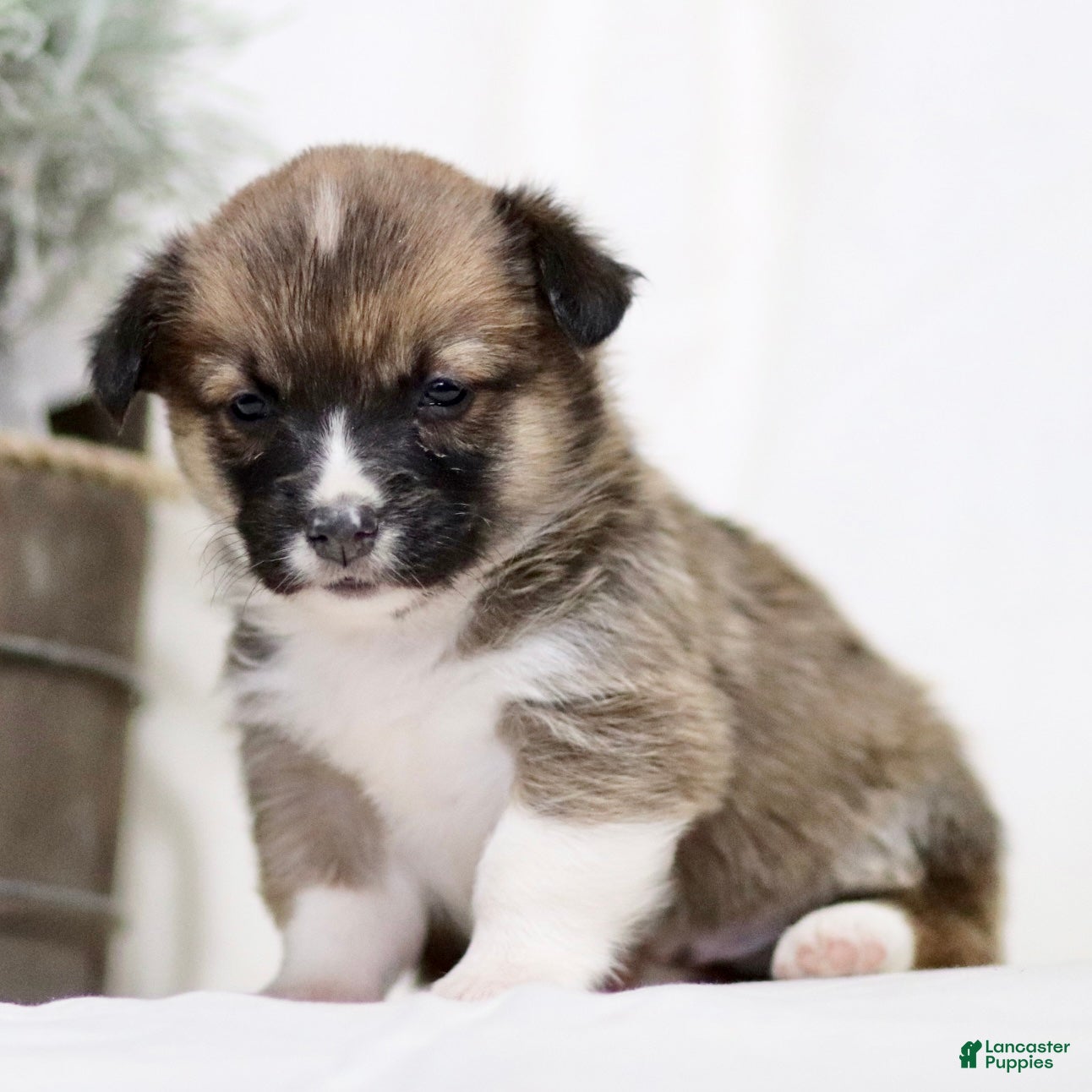 American Corgi dogs Jordan - Ad 1