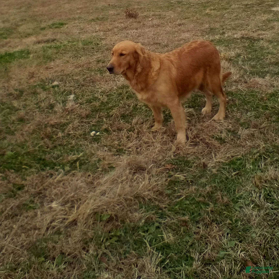 Goldendoodle dogs for sale: Prince   - Ad 9