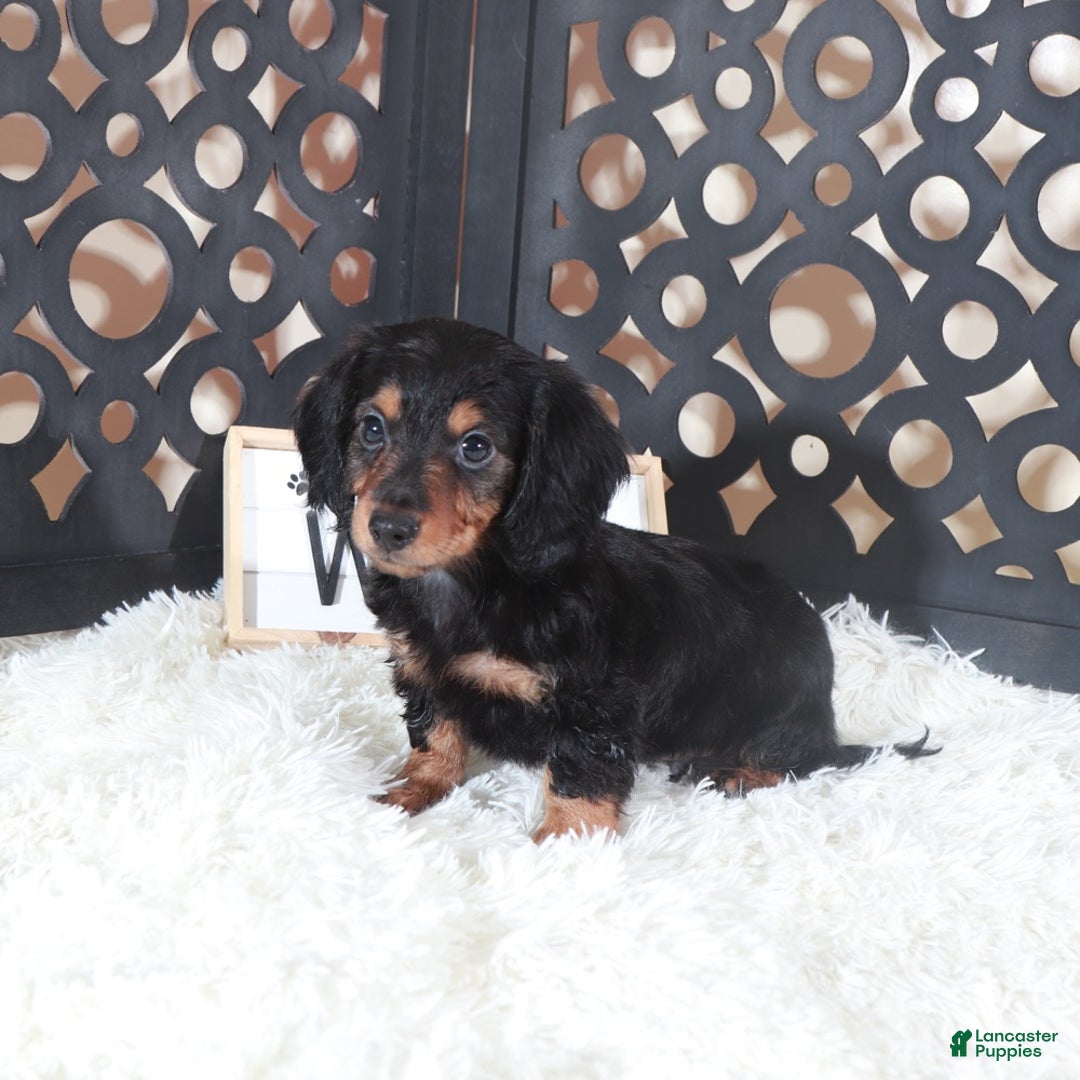Miniature Dachshund dogs for sale: Miniature Dachshund Puppy Turk - Ad 3
