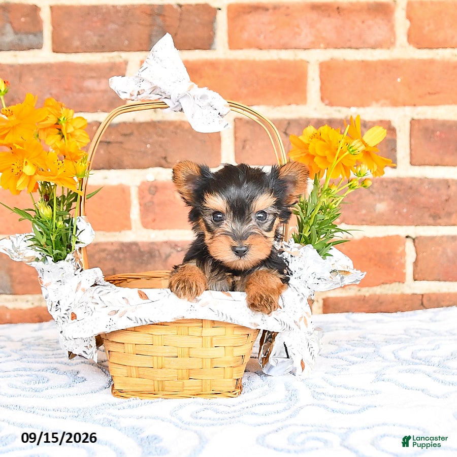 Yorkshire Terrier dogs Wade - Ad 2