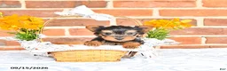Yorkshire Terrier dogs for sale: Wade - Ad 2