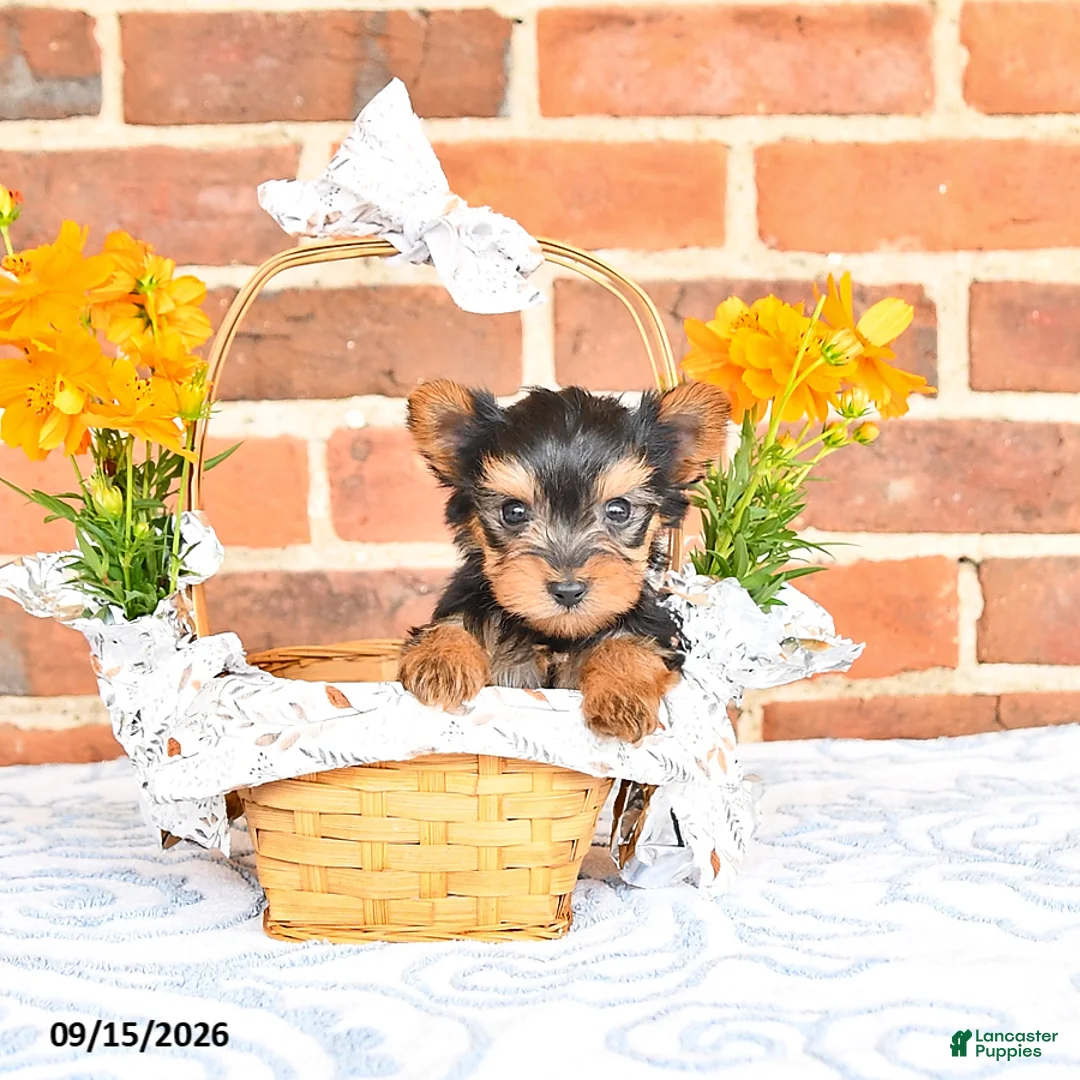 Yorkshire Terrier dogs for sale: Wade - Ad 2