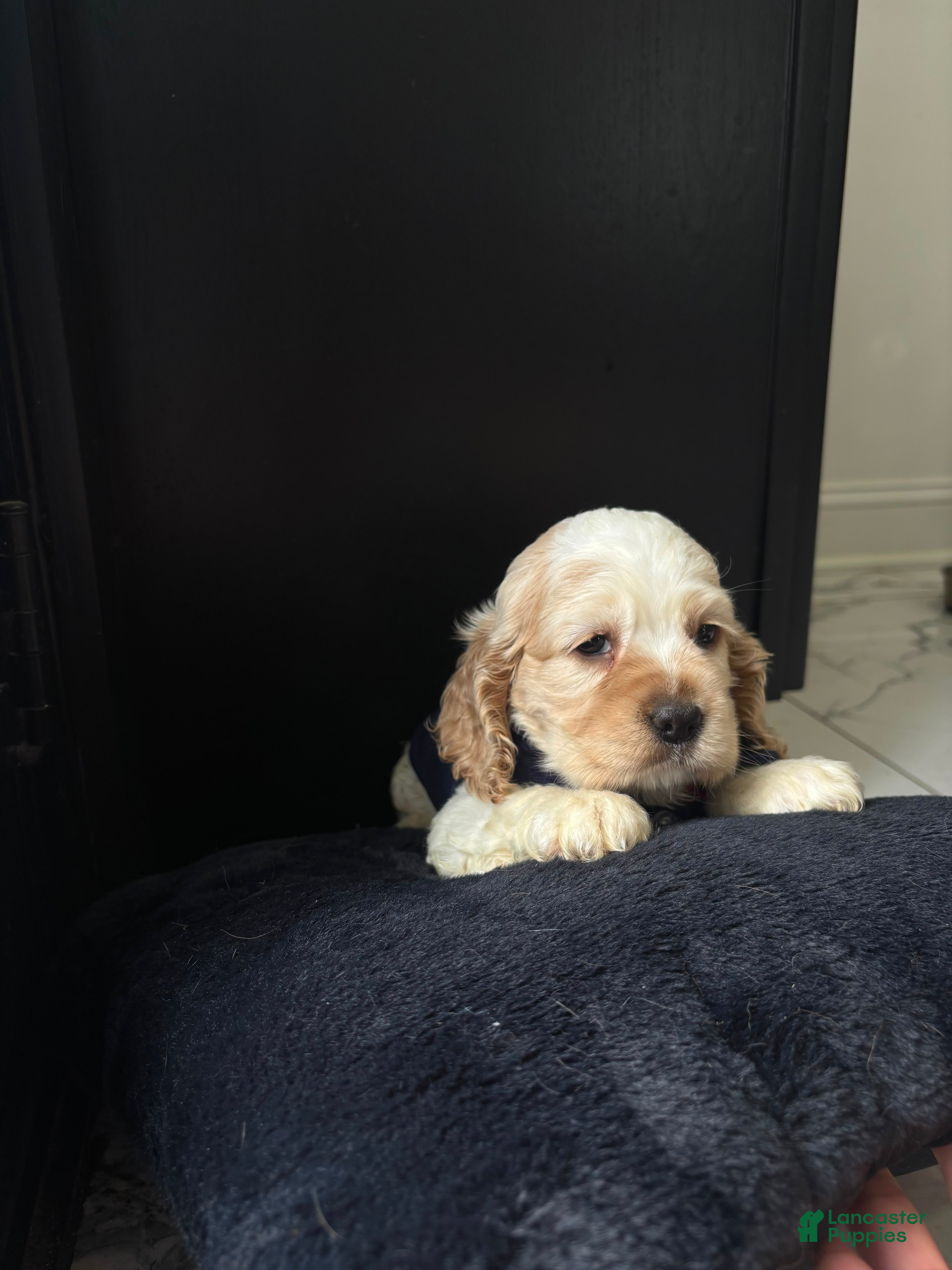 Cocker Spaniel dogs Thumper - Ad 35