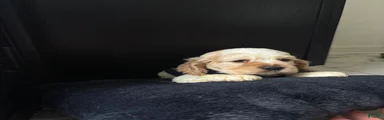 Thumper