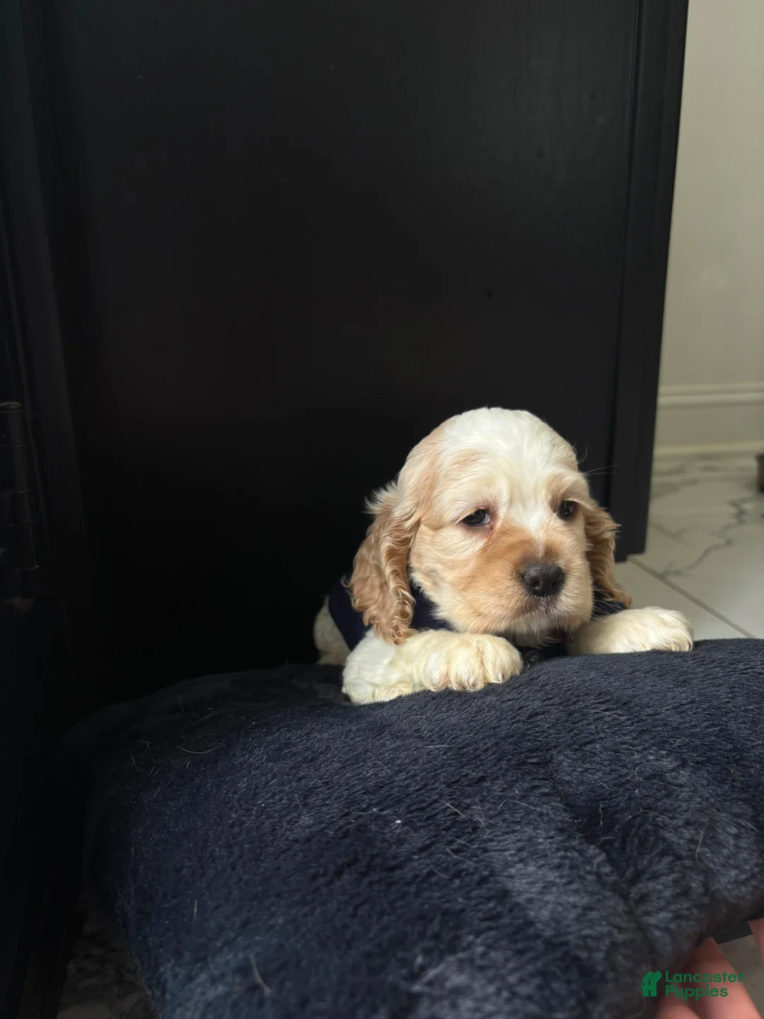 Cocker Spaniel dogs for sale: Thumper - Ad 1