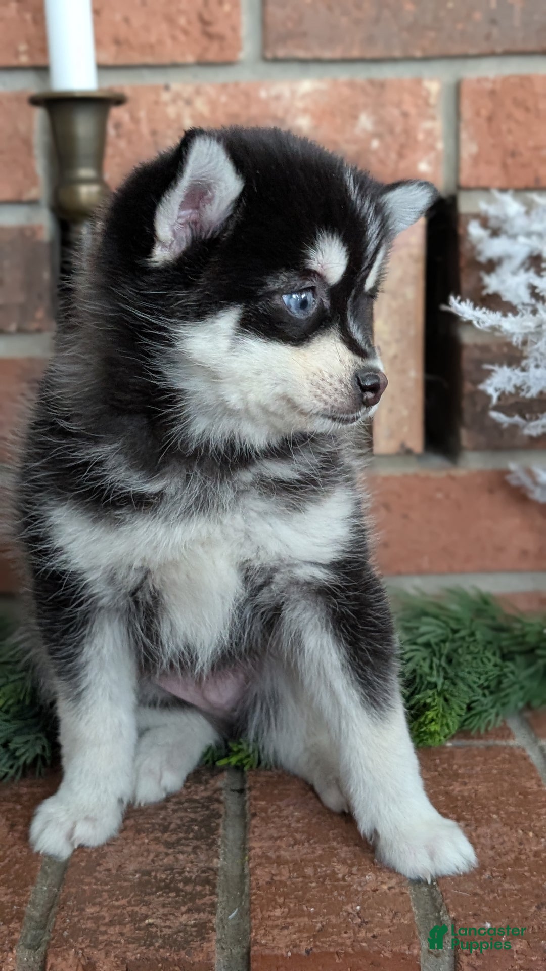 Pomsky dogs for sale: Jack - Ad 10