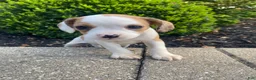 Mixed Breed dogs for sale: Annie - Ad 8