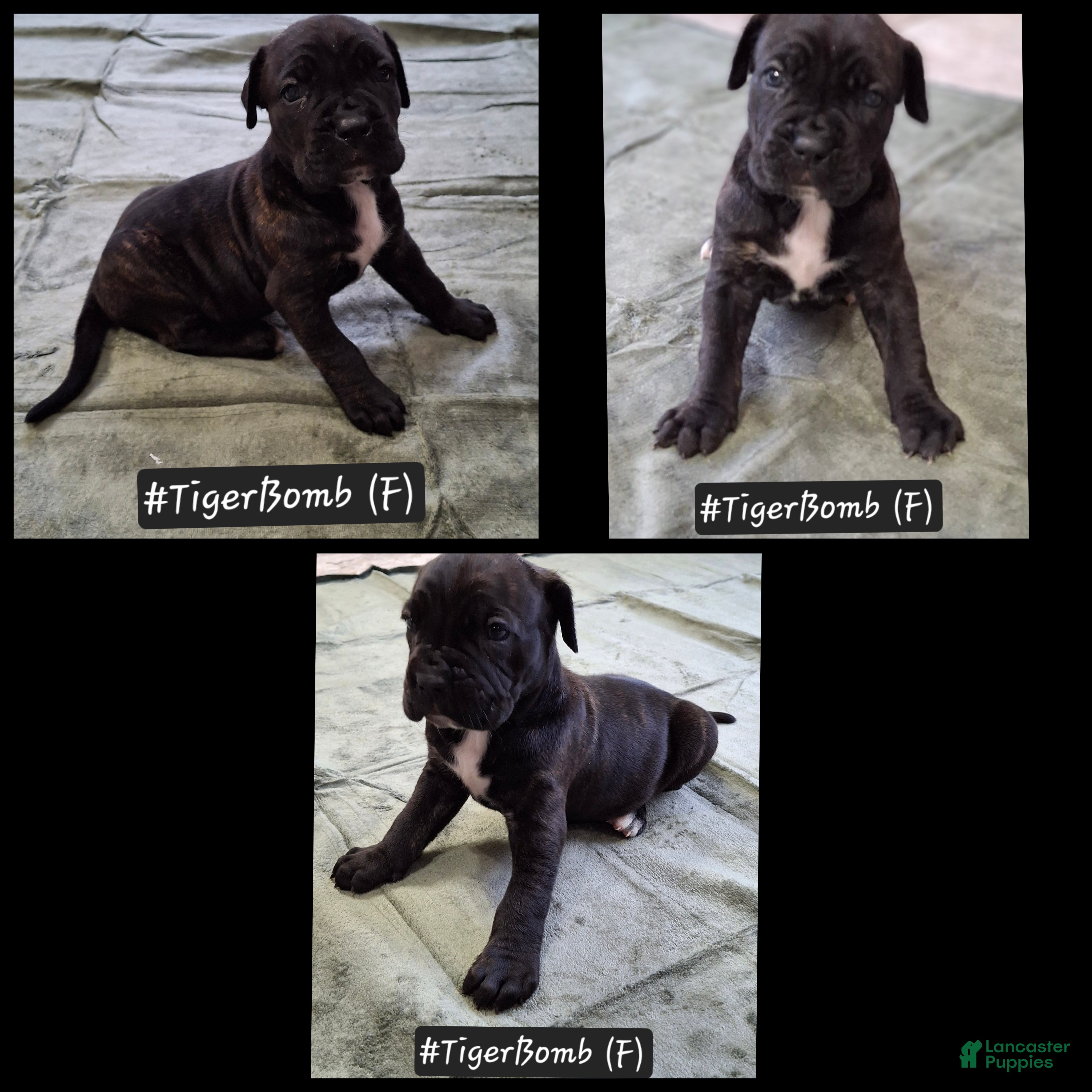 Cane Corso dogs Cane Corso 5 - Ad 1