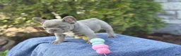 French Bulldog dogs for sale: Bleu - Ad 10