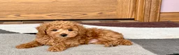Maltipoo dogs for sale: Kyle - Ad 10