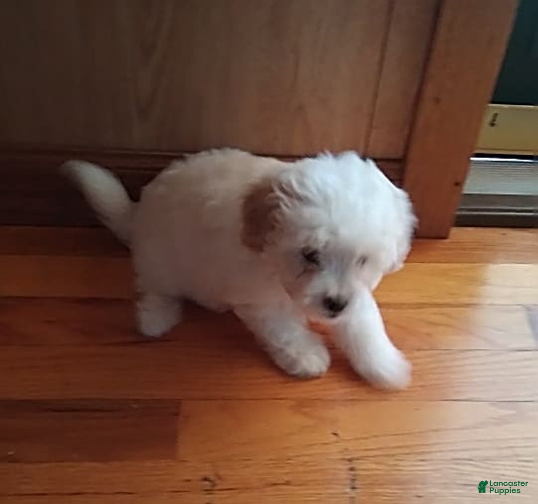 Gallery Image {{count}}