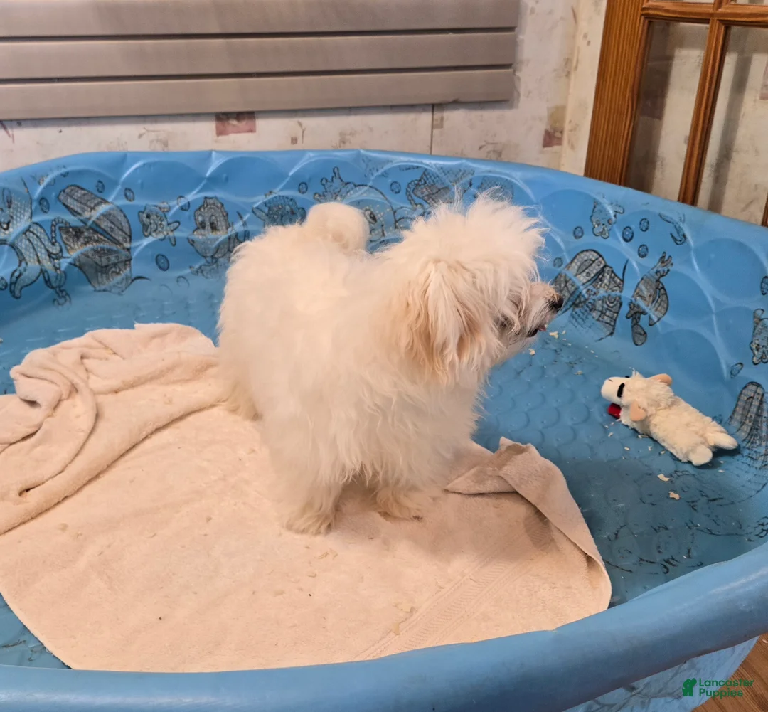 Mixed Breed dogs for sale: Sissy - Ad 2